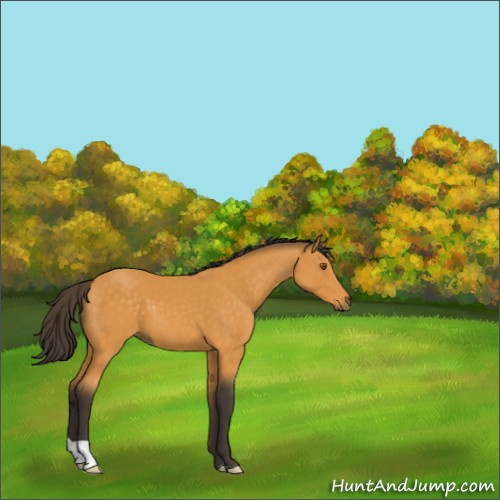 Horse Color:Buckskin 
