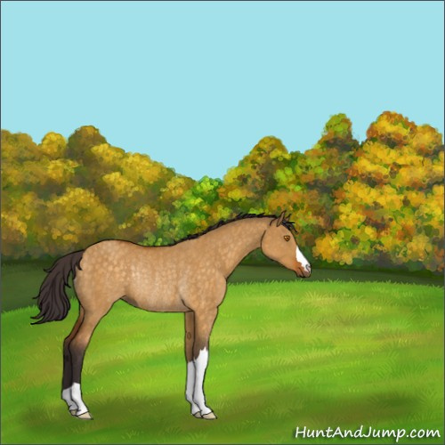 Horse Color:Buckskin Dun Rabicano 