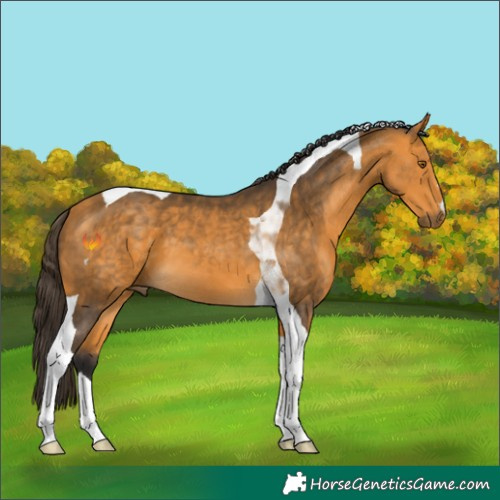 Horse Color:Buckskin Tobiano 