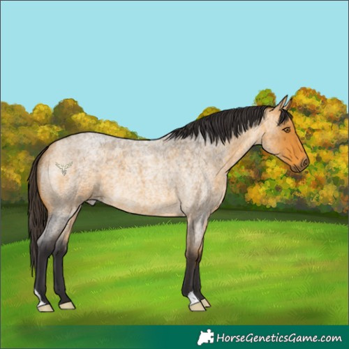 Horse Color:Buckskin Roan 