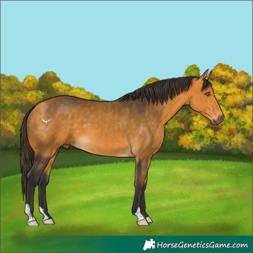 Horse Color:Buckskin 