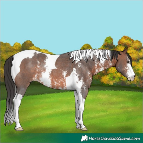 Horse Color:Brown Sabino Tobiano Rabicano