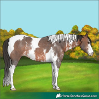 Horse Color:Brown Sabino Tobiano Rabicano
