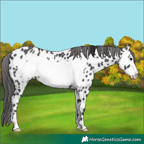 Horse Color:Black Frame Near Leopard Rabicano