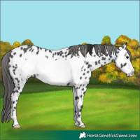 Horse Color:Black Frame Appaloosa Rabicano