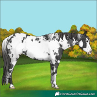 Horse Color:White Spotted Black Frame Appaloosa
