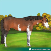 Horse Color:Bay Sabino 