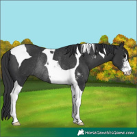 Horse Color:Black Sabino Tobiano Rabicano 
