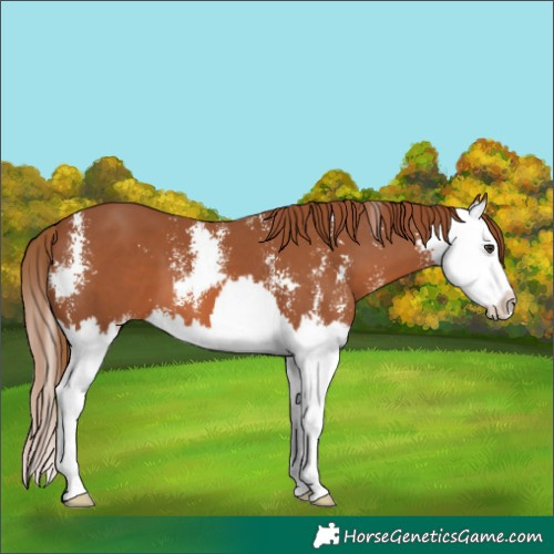 Horse Color:Chestnut Sabino Splash