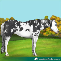 Horse Color:White Spotted Black Splash 