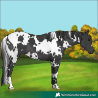 Horse Color:White Spotted Black 