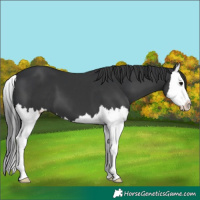 Horse Color:Black Splash