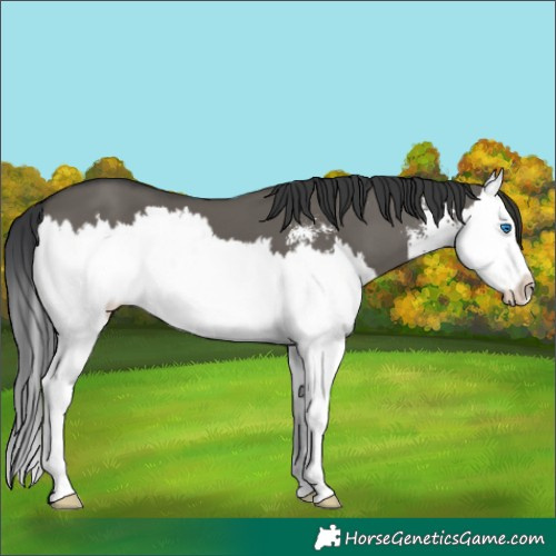 Horse Color:Grullo Sabino Splash