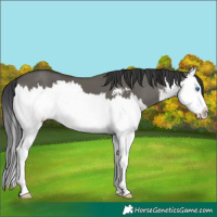 Horse Color:Grullo Sabino Splash 