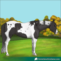 Horse Color:Smoky Black Tobiano 