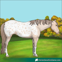 Horse Color:Amber Champagne Appaloosa 