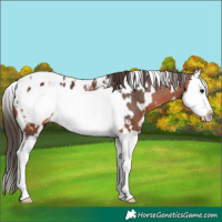 Horse Color:White Spotted Bay Splash Frame Appaloosa 