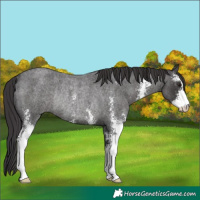 Horse Color:Smoky Blue Roan Sabino Rabicano