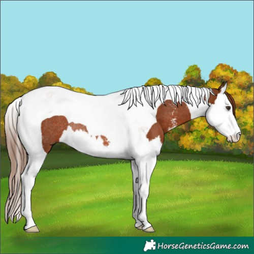 Horse Color:Chestnut Sabino Splash Tobiano Rabicano