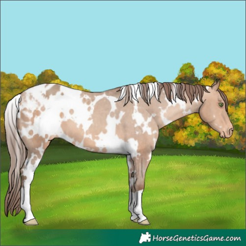 Horse Color:White Spotted Amber Champagne Appaloosa 