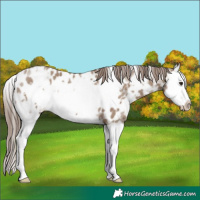 Horse Color:White Spotted Classic Champagne Splash Frame Appaloosa Rabicano 