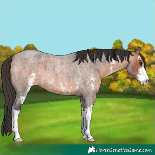 Horse Color:Bay Roan Sabino