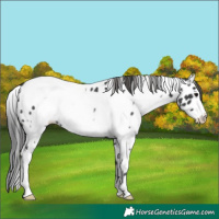 Horse Color:White Spotted Black Frame Appaloosa Rabicano 