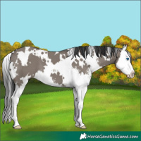 Horse Color:White Spotted Grullo Sabino Splash