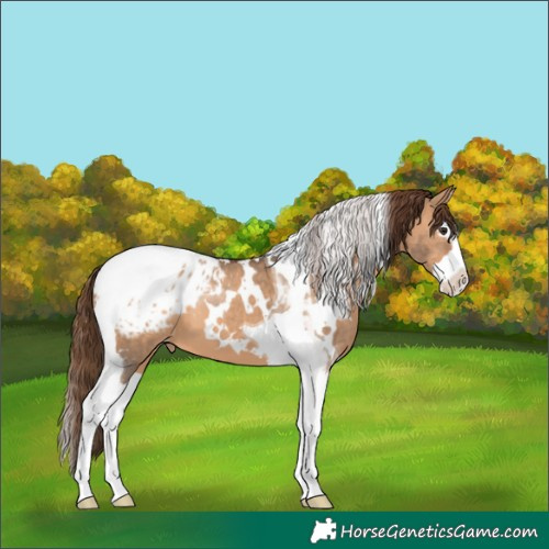 Horse Color:White Spotted Bay Dun Splash Tobiano Appaloosa