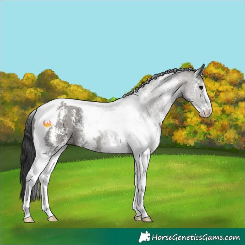 Horse Color:Grullo Sabino Tobiano Rabicano 