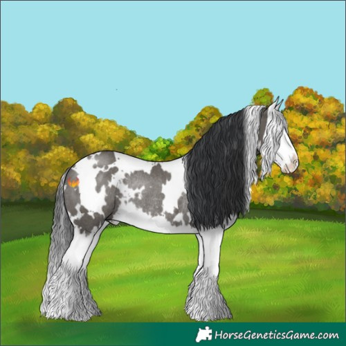 Horse Color:White Spotted Grullo Splash Rabicano 
