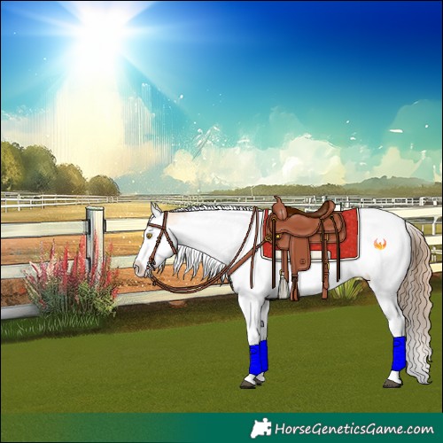 Horse Color:White Spotted Brown Pearl Dun Splash Tobiano Rabicano 