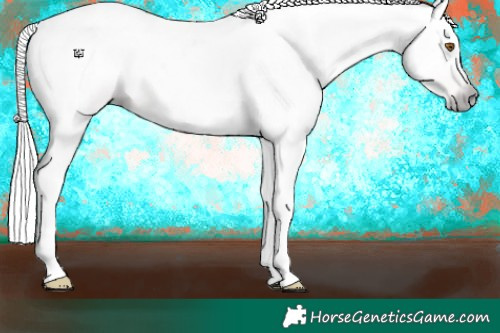 Horse Color:Gray Silver Classic Champagne Appaloosa 