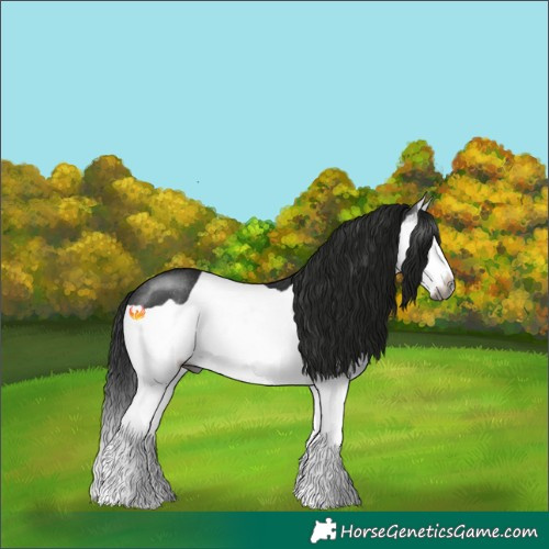 Horse Color:Gray Black Splash Rabicano 