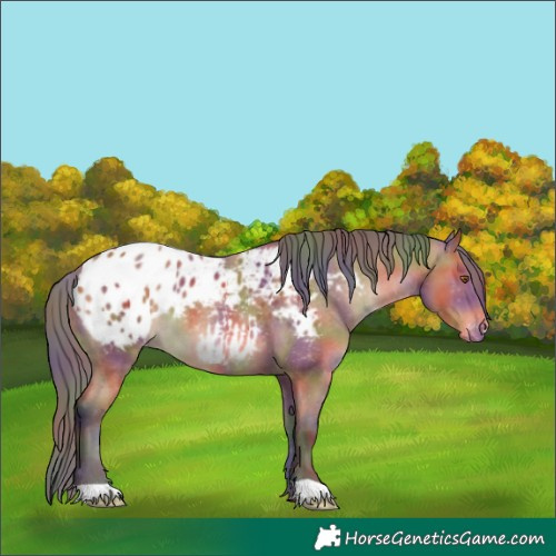 Horse Color:Nacre Bay Appaloosa 
