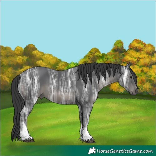 Horse Color:Black Ice Sabino Tobiano 