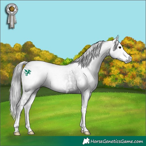 Horse Color:Gray White Spotted Black Splash
