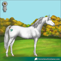 Horse Color:Gray White Spotted Black Splash 