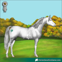 Horse Color:Gray White Spotted Black Splash 