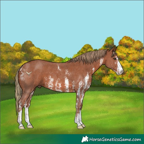 Horse Color:Chestnut Sabino 