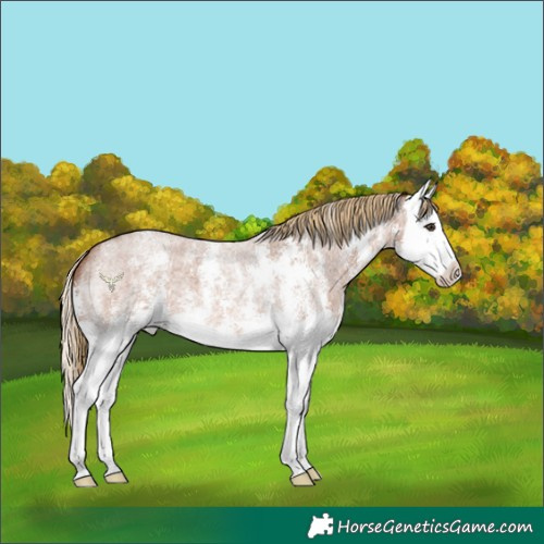 Horse Color:Red Roan Sabino Splash 