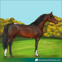 Horse Color:Brown Tobiano Rabicano 