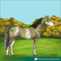 Horse Color:White Spotted Bay Dun Sabino 