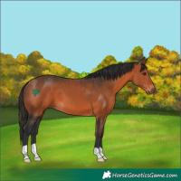 Horse Color:Bay 