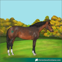 Horse Color:Bay 