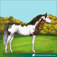 Horse Color:Brown Sabino Splash Frame Rabicano 