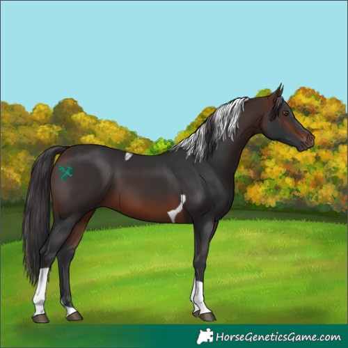 Horse Color:Brown Tobiano 