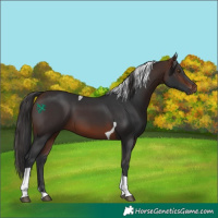 Horse Color:Brown Tobiano