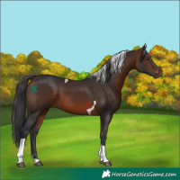 Horse Color:Brown Tobiano 