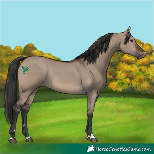 Horse Color:Brown Dun Rabicano 